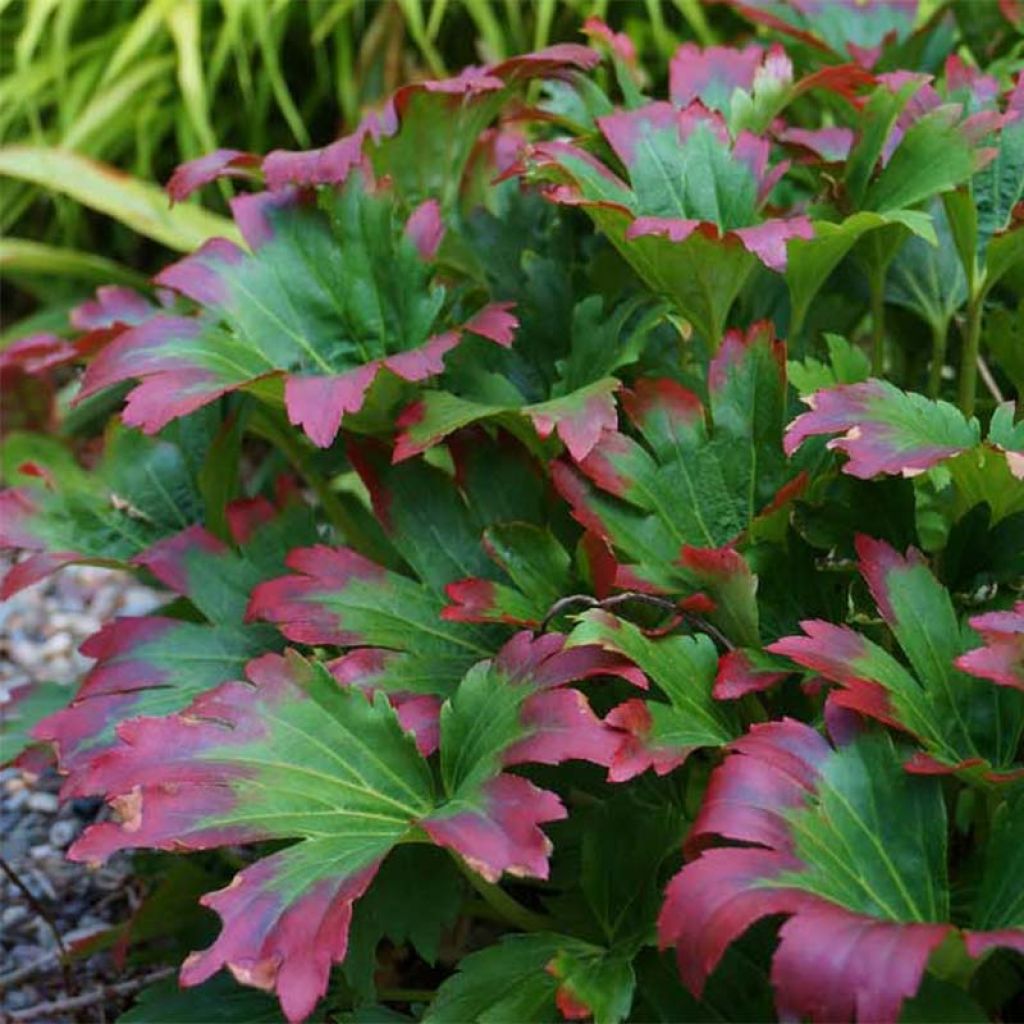 Mukdenia rossii Crimson Fans