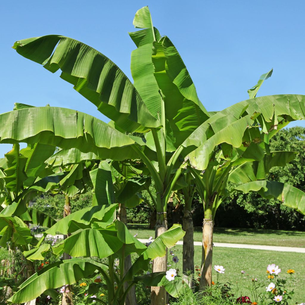 Musa basjoo Sakhalin - Hardy Banana