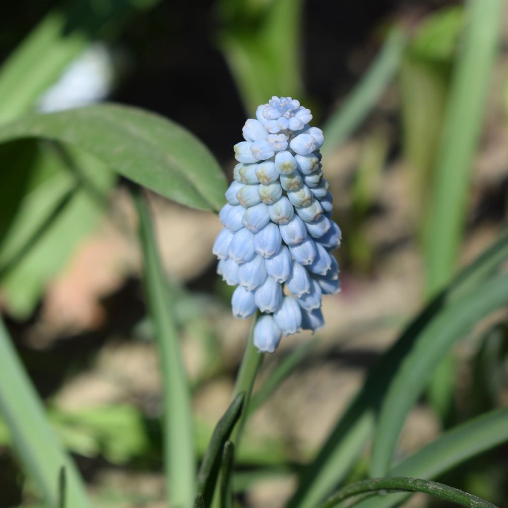 Muscari neglectum Babys Breath - Grape Hyacinth