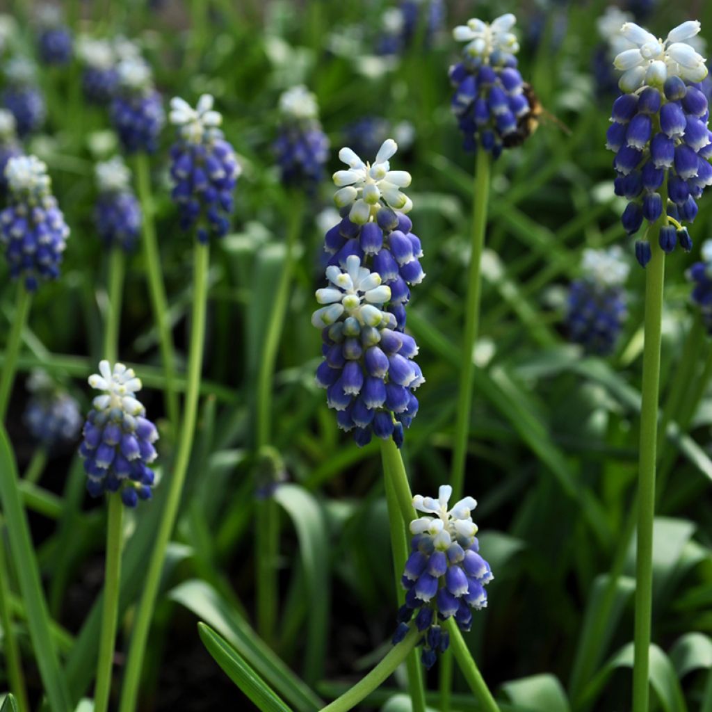 Muscari armeniacum Touch of Snow