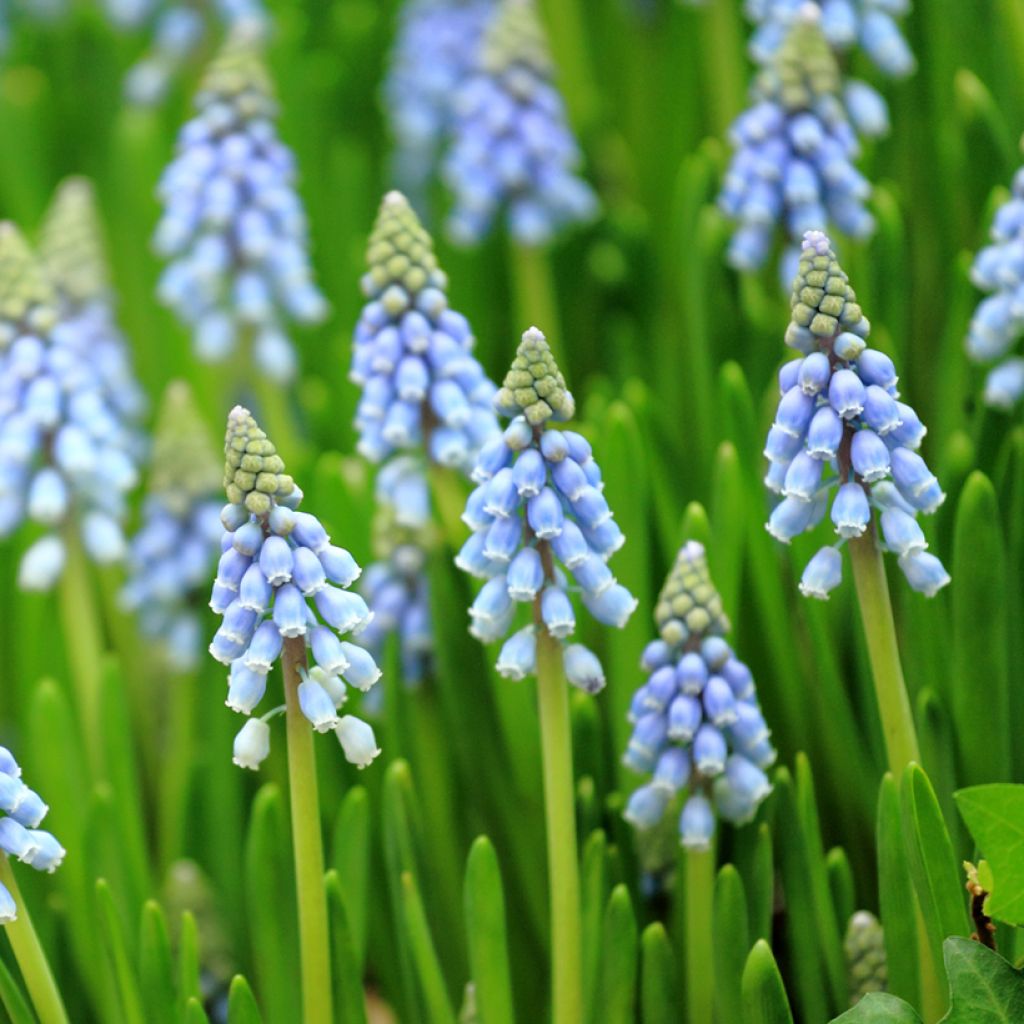 Muscari Aqua Magic