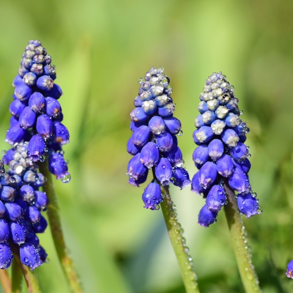 Muscari Bling Bling