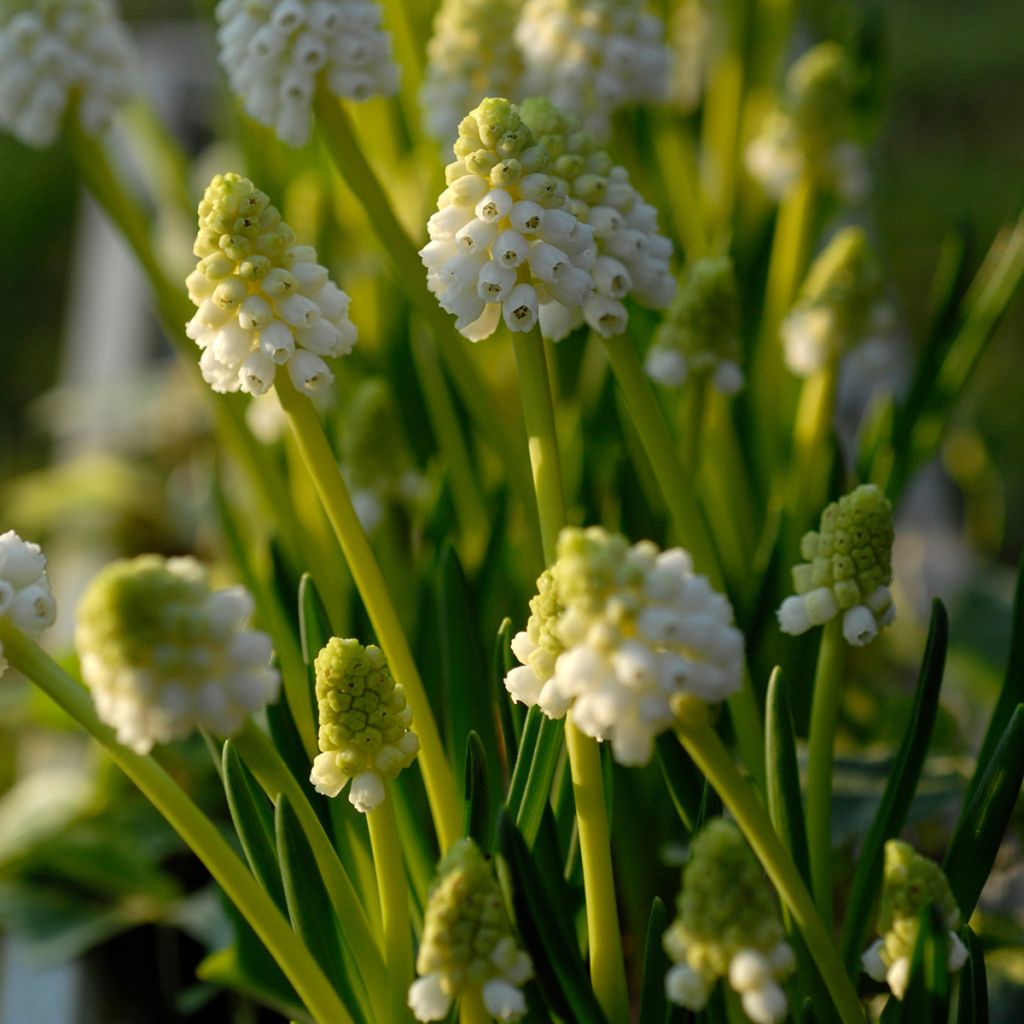 Muscari botryoides Album - Grape Hyacinth