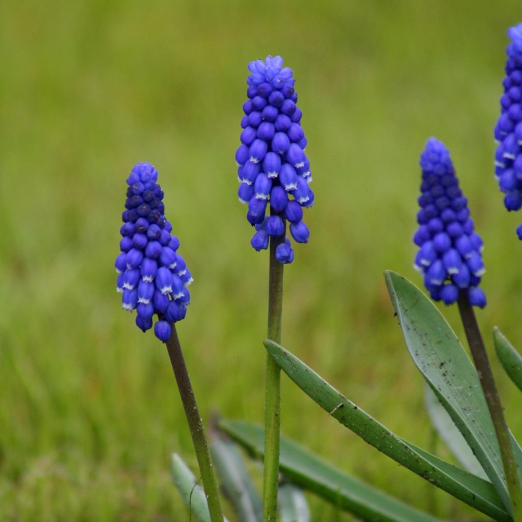 Muscari botryoides Superstar - Grape Hyacinth