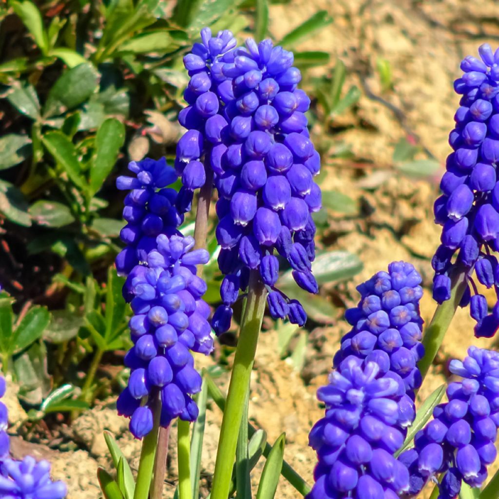 Muscari botryoides 