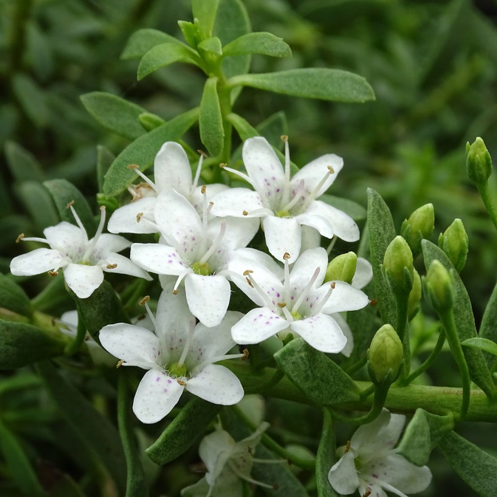 Myoporum parvifolium à fleurs blanches