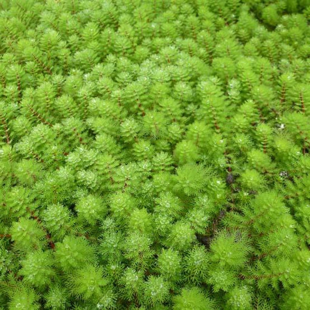 Myriophyllum brasiliense