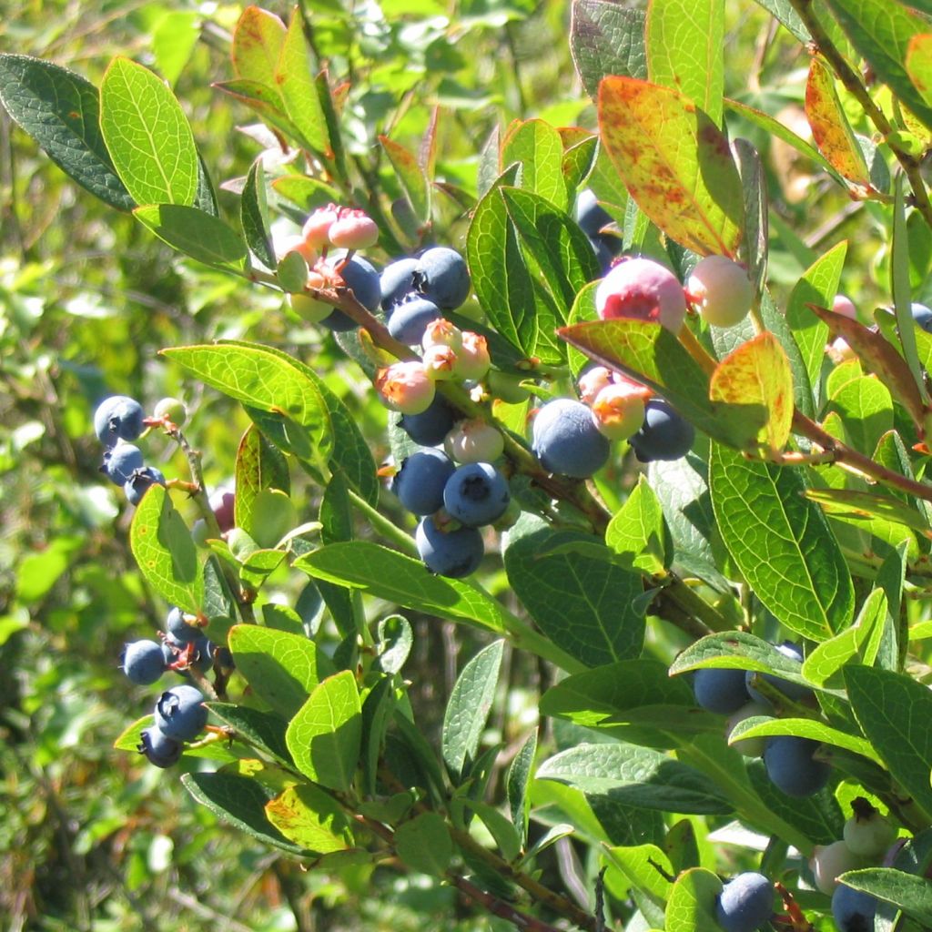 Vaccinium corymbosum Reka- American Blueberry