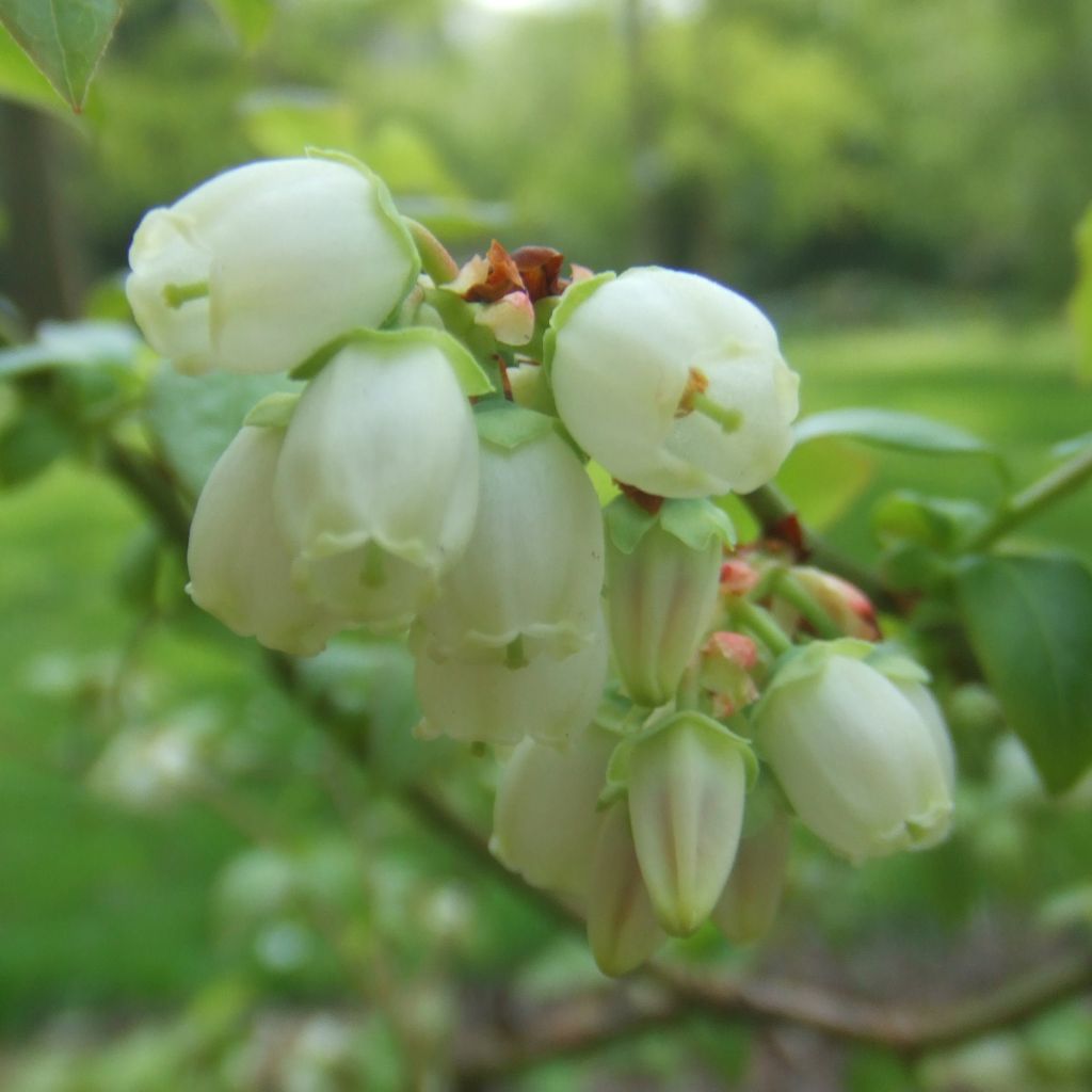 Vaccinium corymbosum Reka- American Blueberry