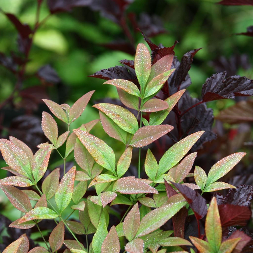 Nandina Obsessed Seika - Sacred Bamboo