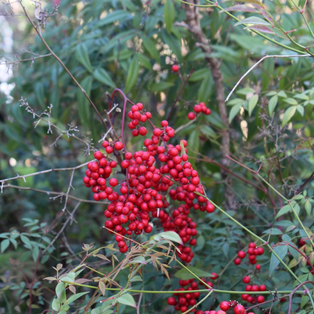 Nandina domestica - Sacred Bamboo