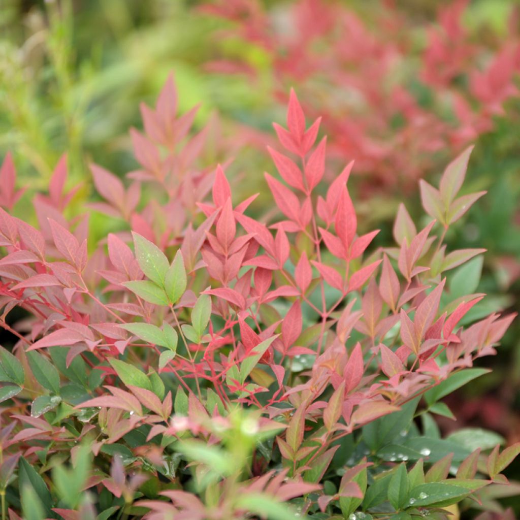 Nandina domestica Sunrise - Sacred Bamboo