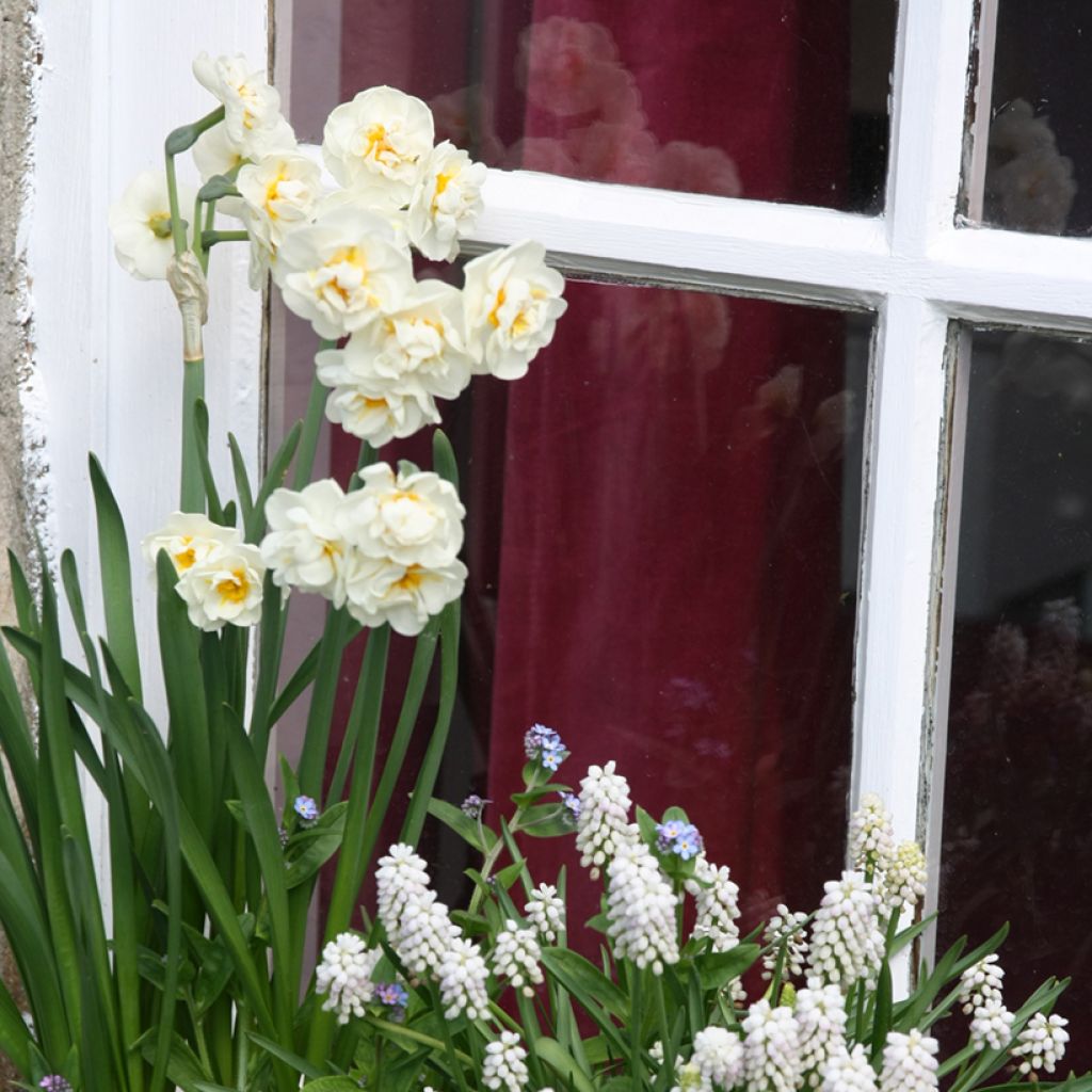 Narcissus Bridal Crown