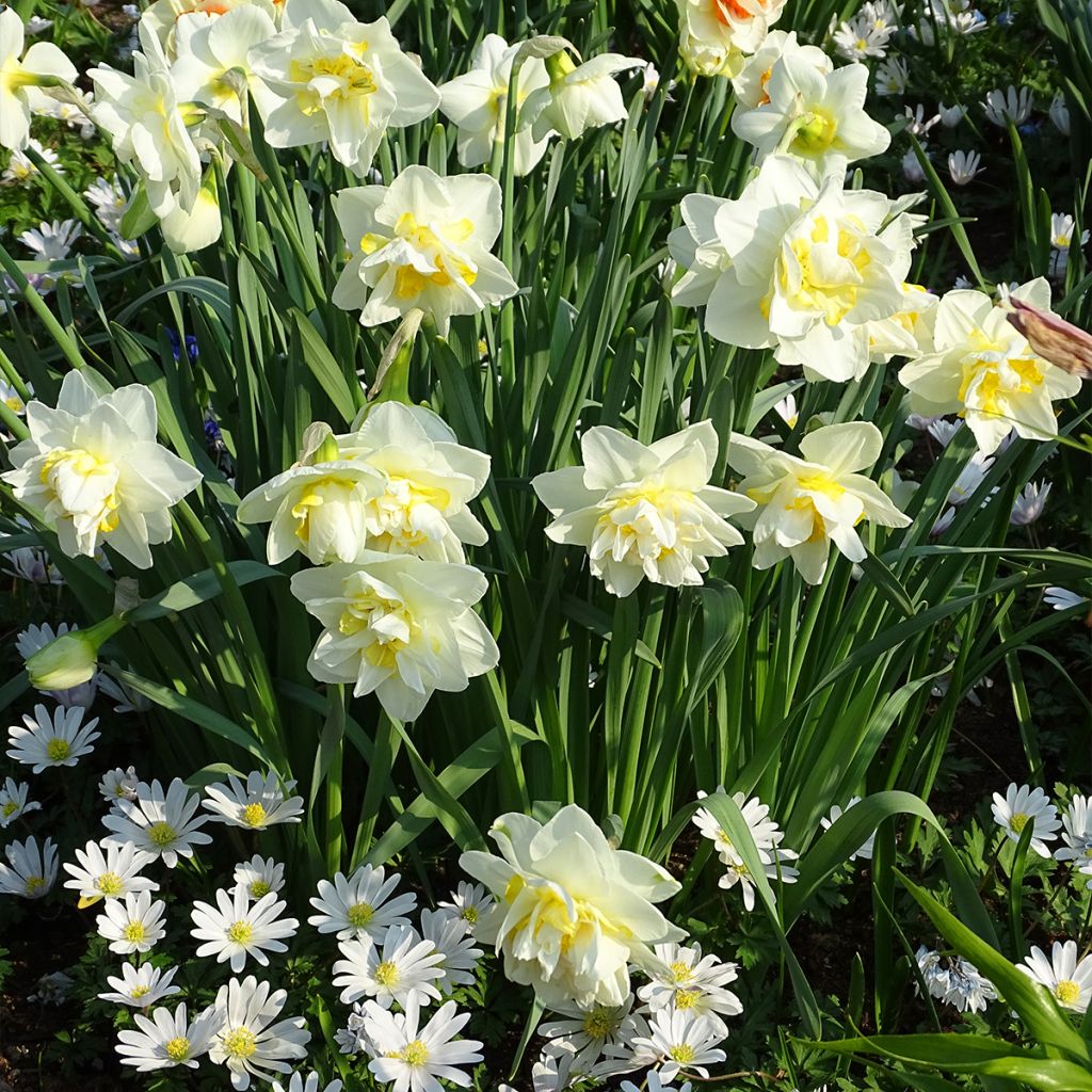 Narcissus White Lion - Daffodil