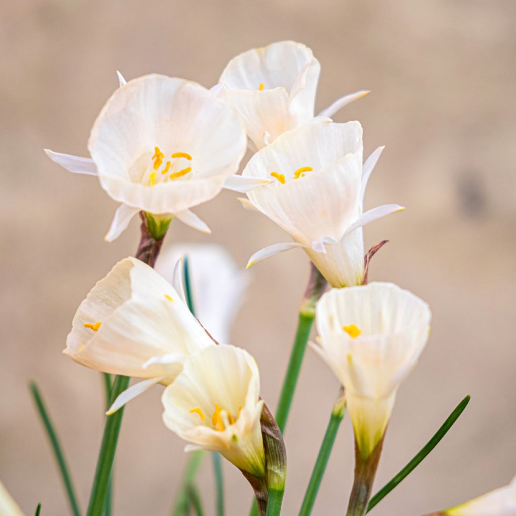 Narcissus Arctic Bells - Daffodil