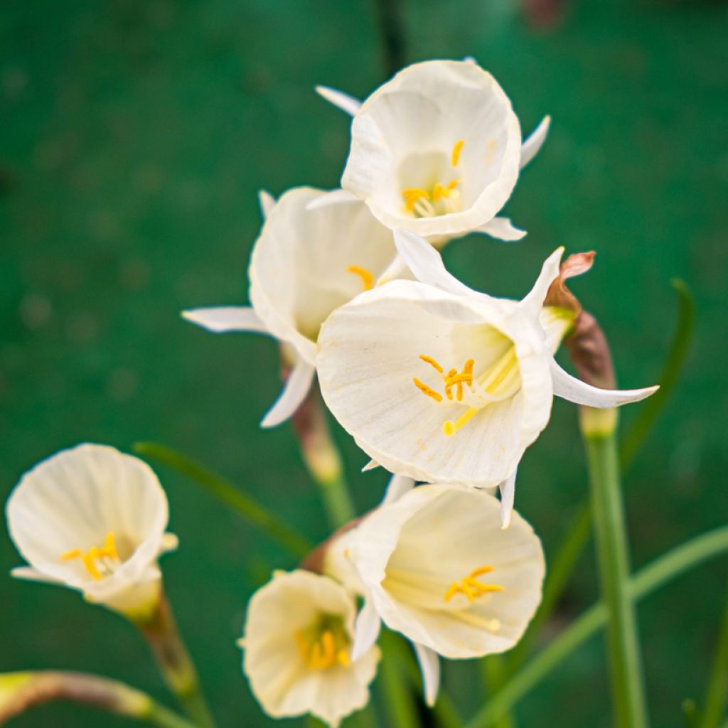 Narcissus Arctic Bells - Daffodil