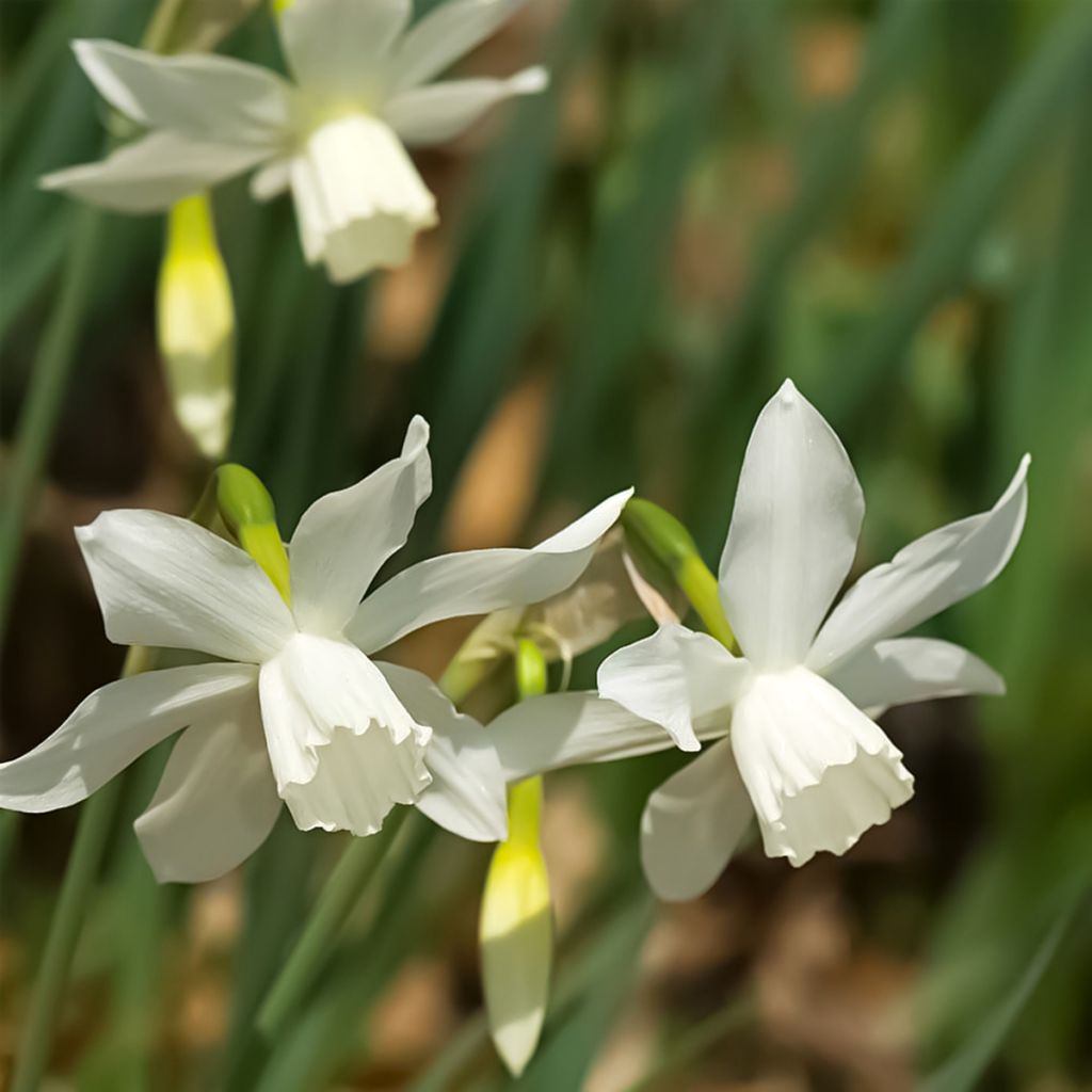 Narcisse triandrus Thalia
