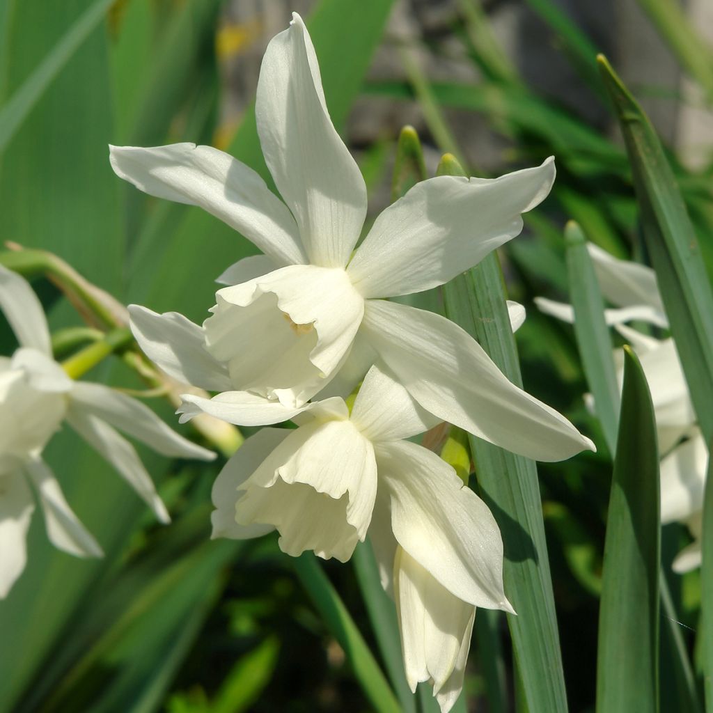 Narcisse triandrus Thalia