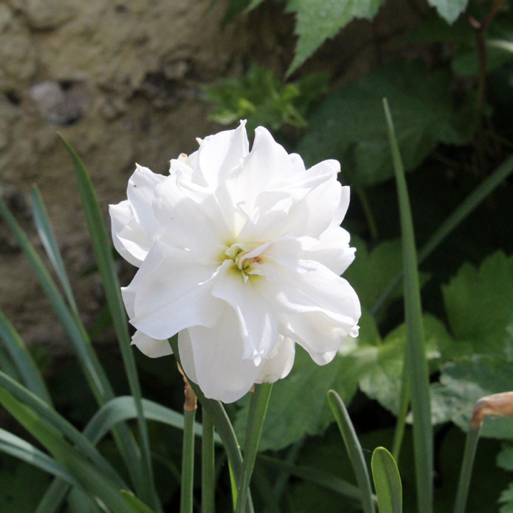 Narcissus poeticus 'Albus Plenus Odoratus'