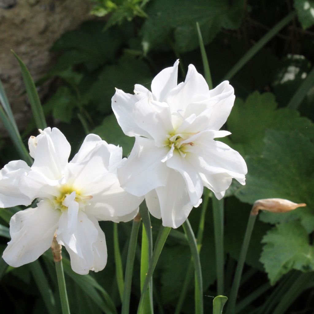 Narcissus poeticus 'Albus Plenus Odoratus'