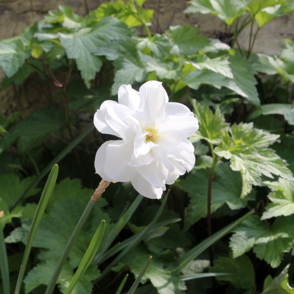 Narcissus poeticus 'Albus Plenus Odoratus'