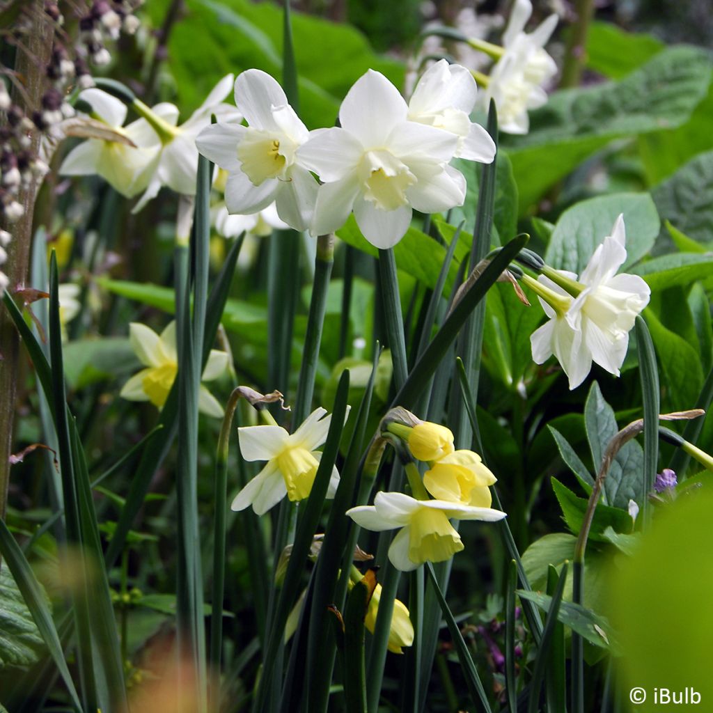 Narcissus jonquilla Pueblo - Daffodil