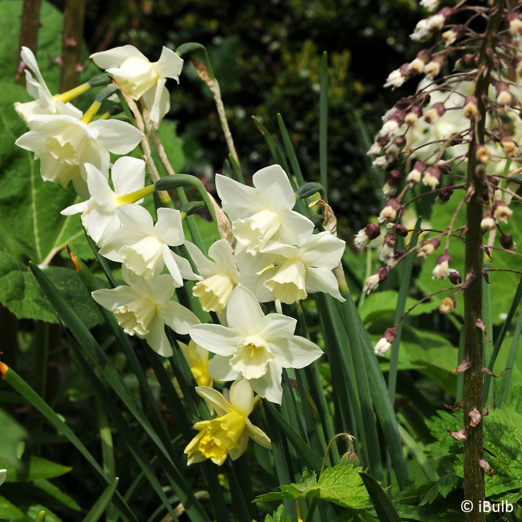 Narcissus jonquilla Pueblo - Daffodil