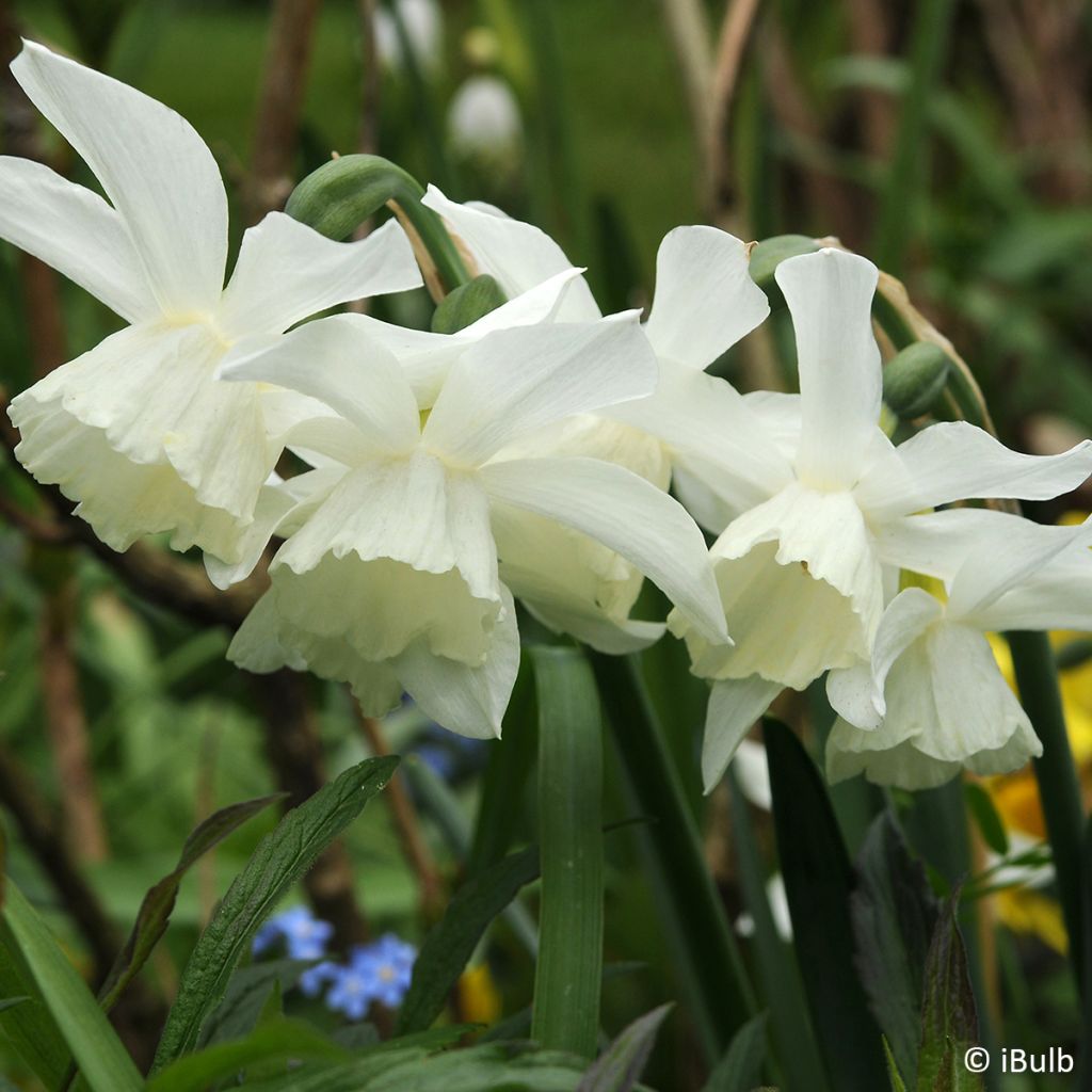 Narcissus jonquilla Pueblo - Daffodil