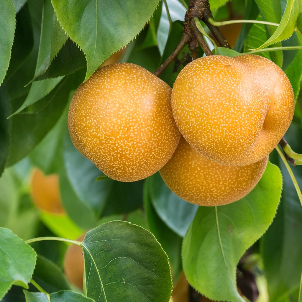 Pyrus pyrifolia Ichiban - Pyrus pyrifolia Kosui - Asian Pear