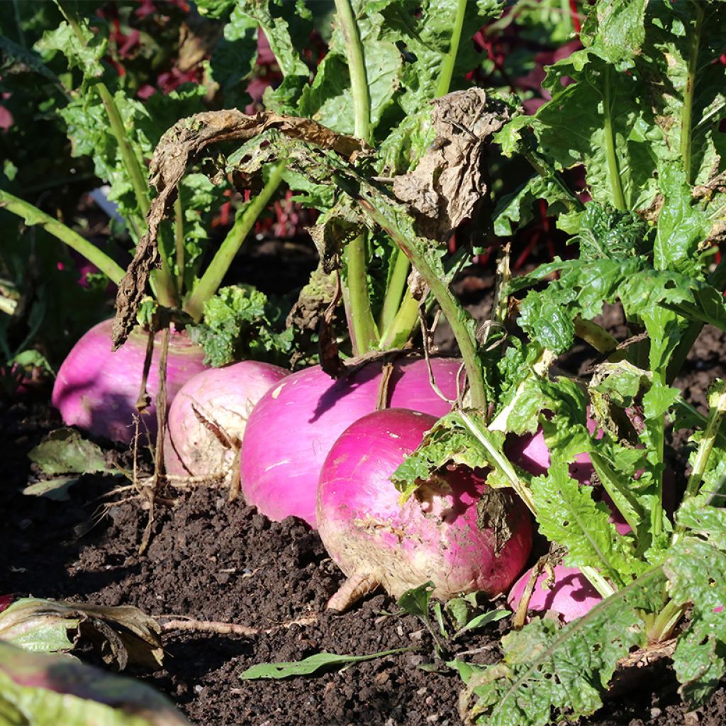 White Globe Turnip (purple collar) - Brassica rapa