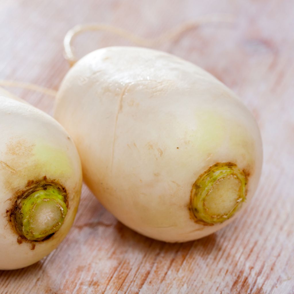 Organic Turnip - Vilmorin seeds - Brassica rapa