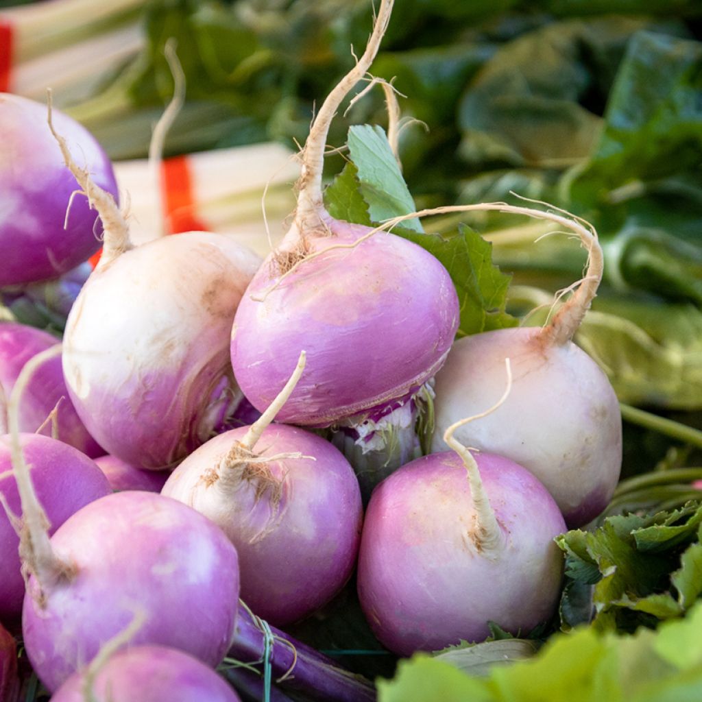 Turnip D'Auvergne Tardif - Vilmorin seeds - Brassica rapa