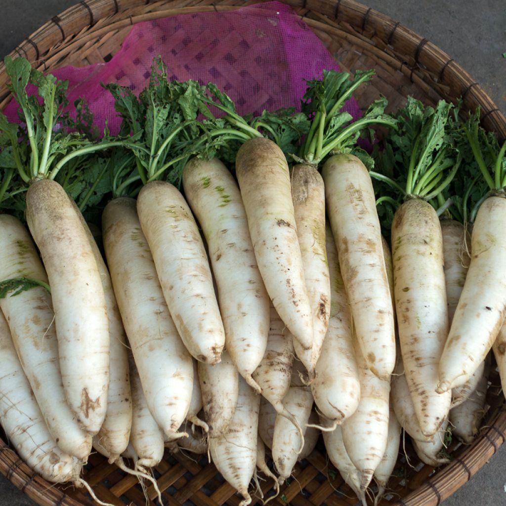 Turnip De Croissy - Ferme de Sainte Marthe Seeds