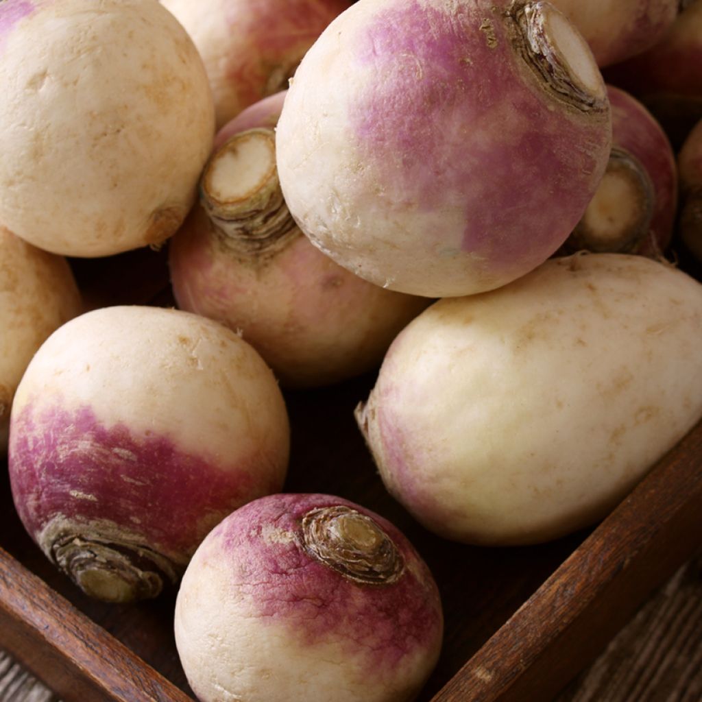 Turnip De Péronne