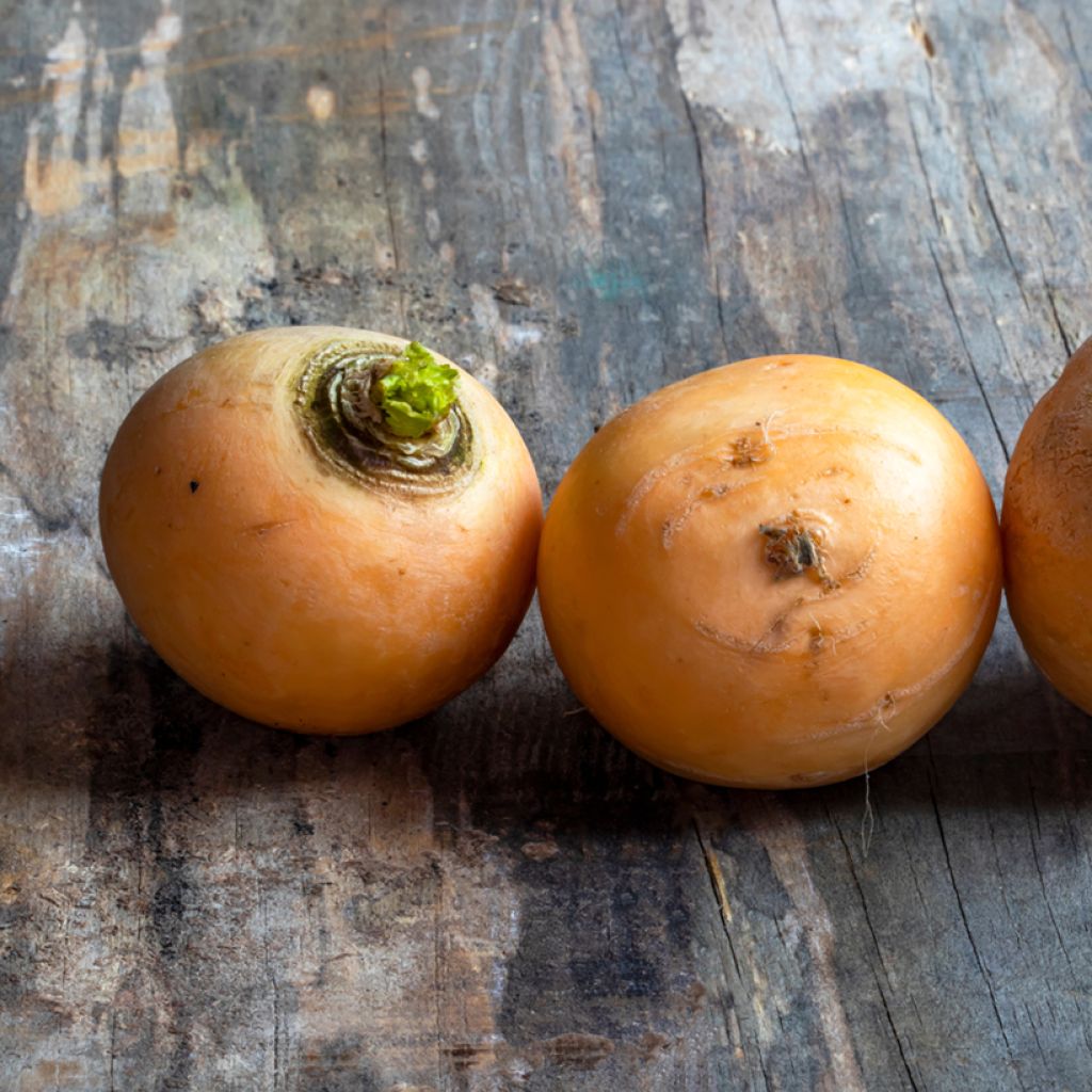 Turnip Golden Ball - Ferme de Sainte Marthe Seeds