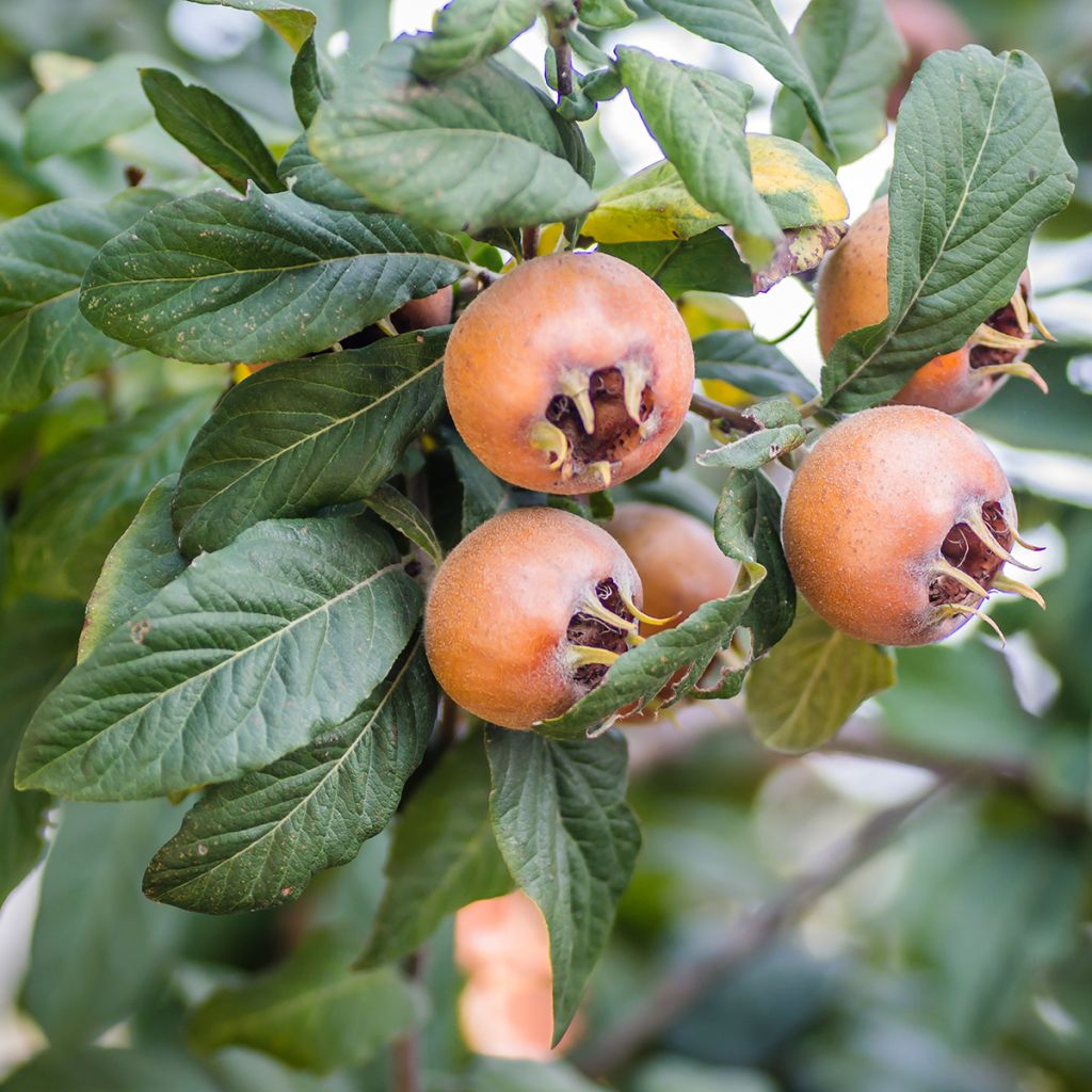 Mespilus germanica Belle de Grand Lieu - Medlar