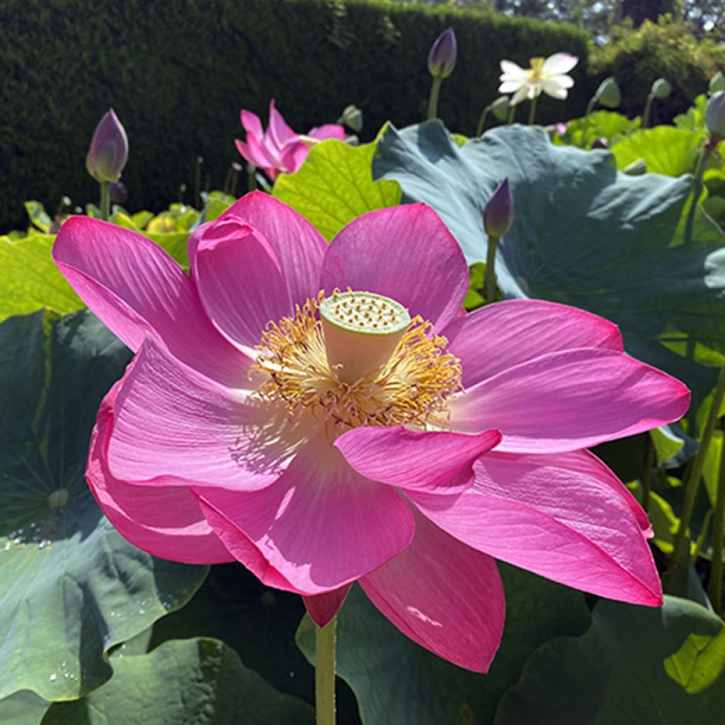 Nelumbo nucifera Osiris