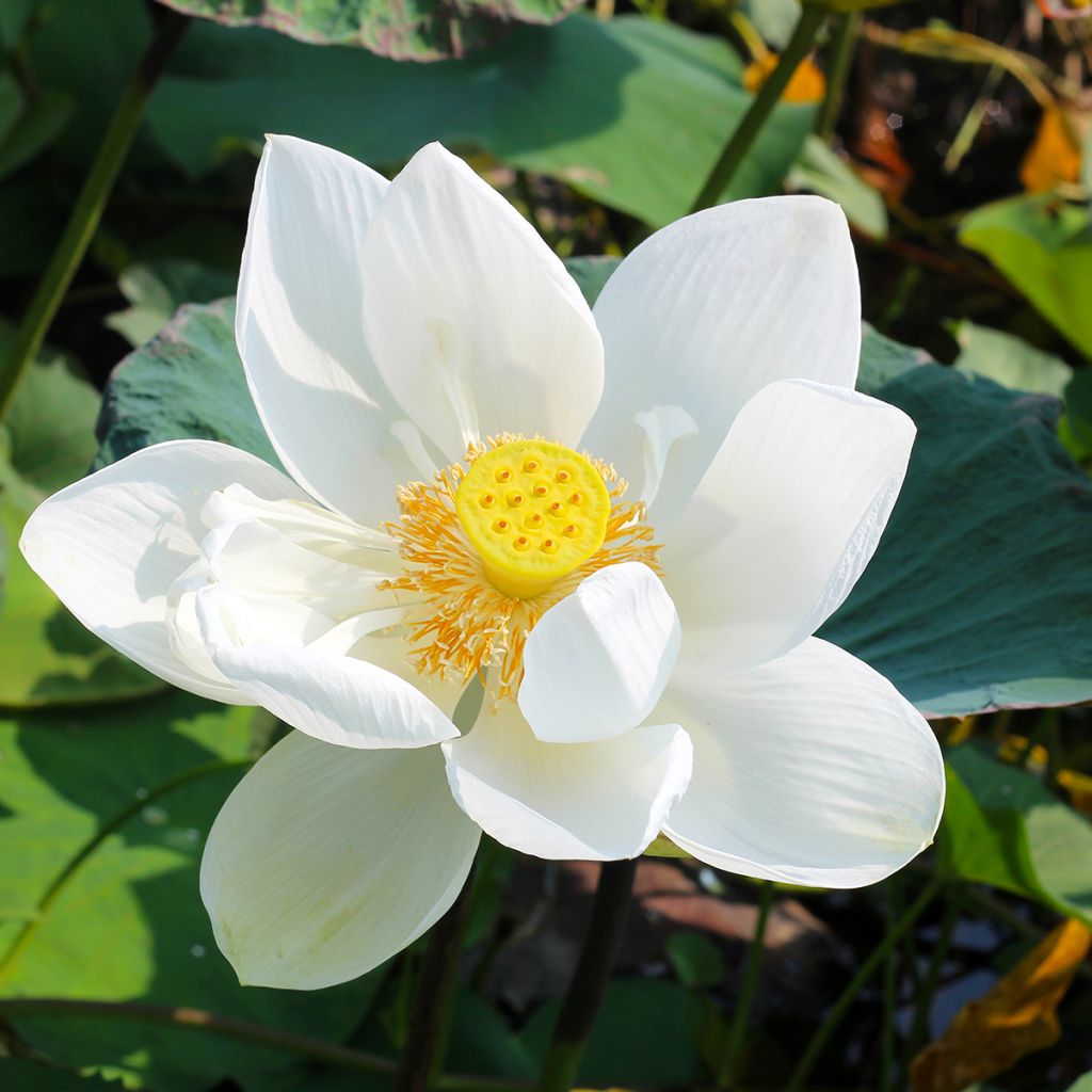 Nelumbo nucifera Stellar White
