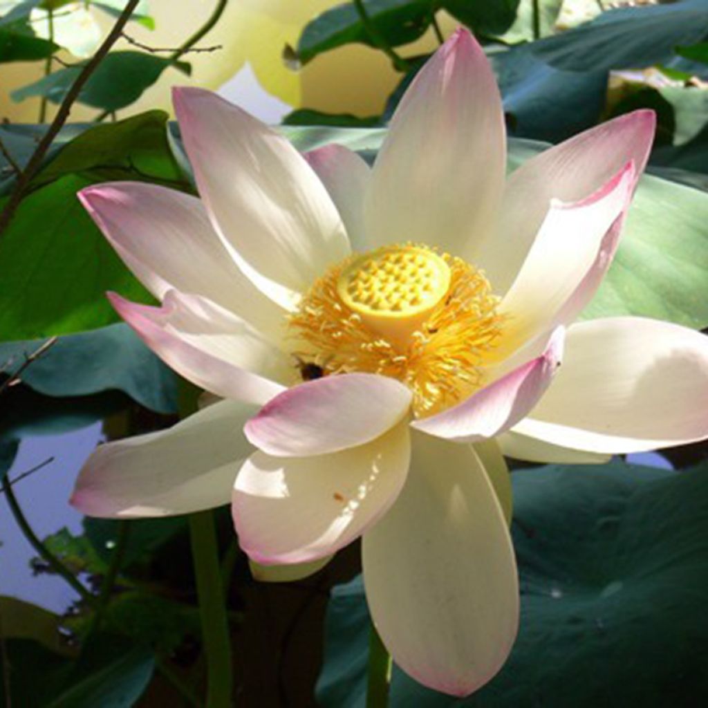 Nelumbo nucifera Red and White - Pale Pink and White