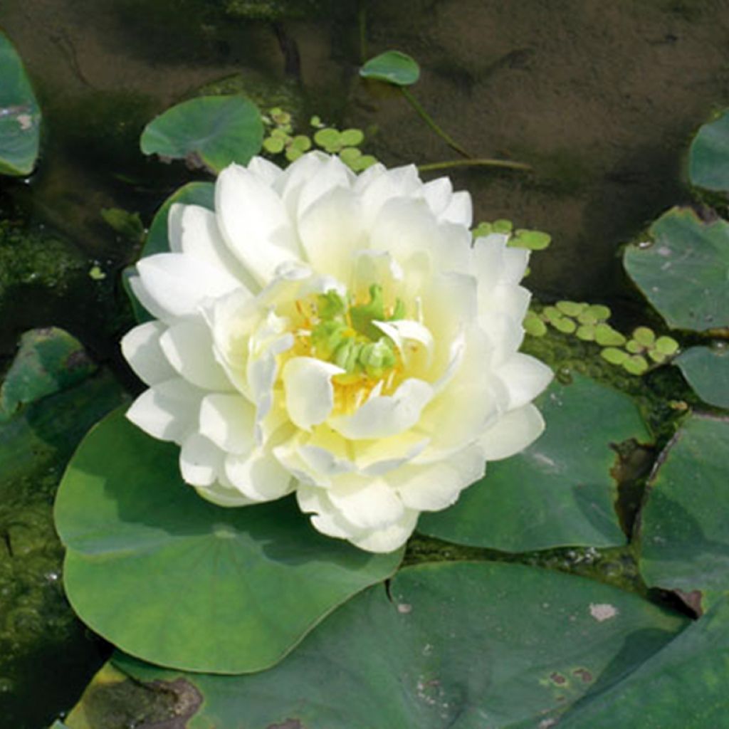 Nelumbo nucifera White - Sacred Lotus