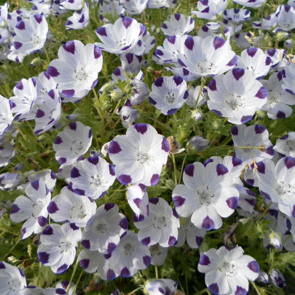 Five Spot Spotty Seeds - Nemophila maculata