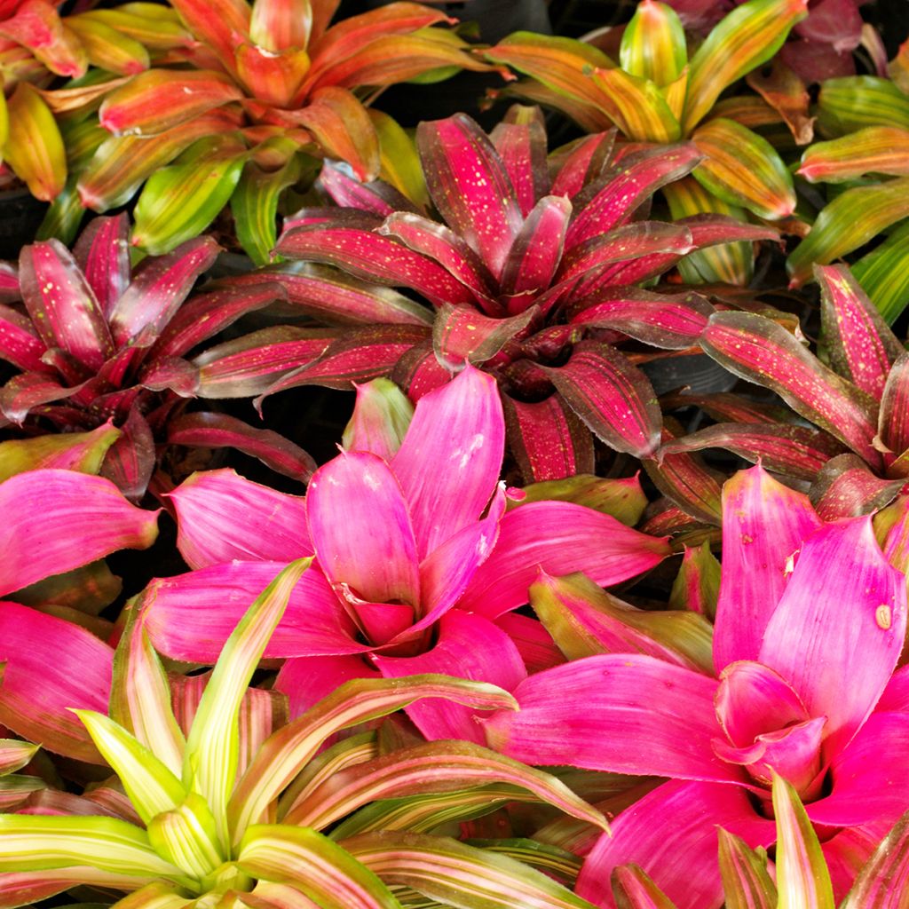 Neoregelia Medusa - Blushing bromeliad