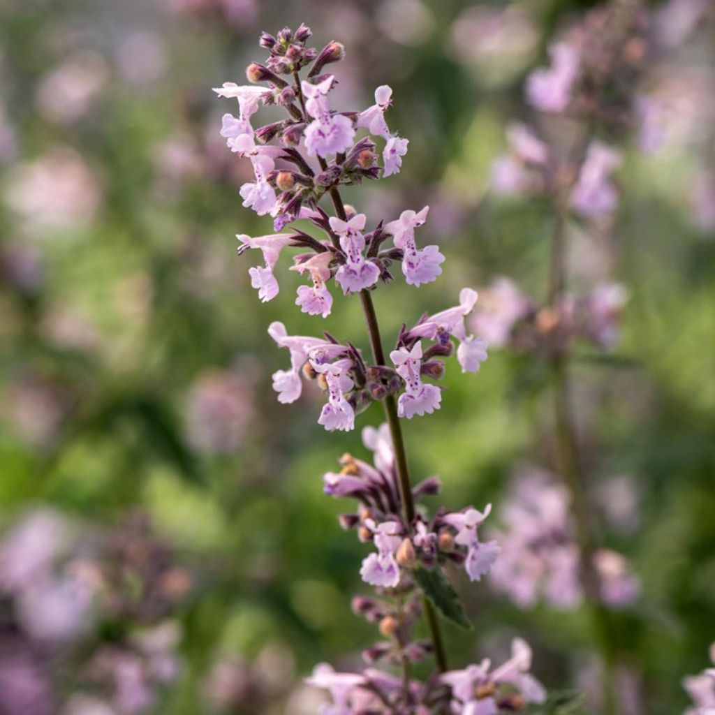 Nepeta racemosa Amelia - Catnip