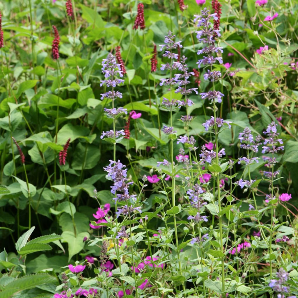 Nepeta subsessilis - Catnip