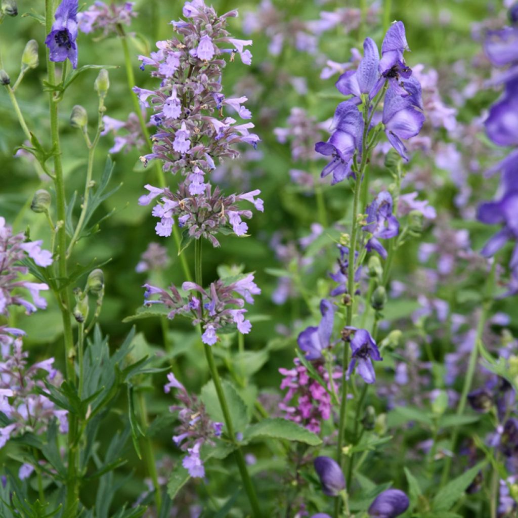 Nepeta subsessilis - Catnip