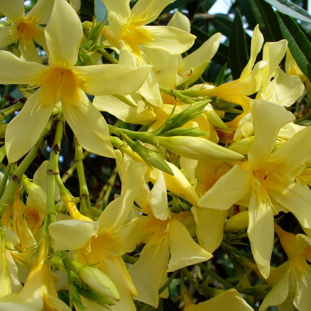 Nerium oleander Marie Gambetta