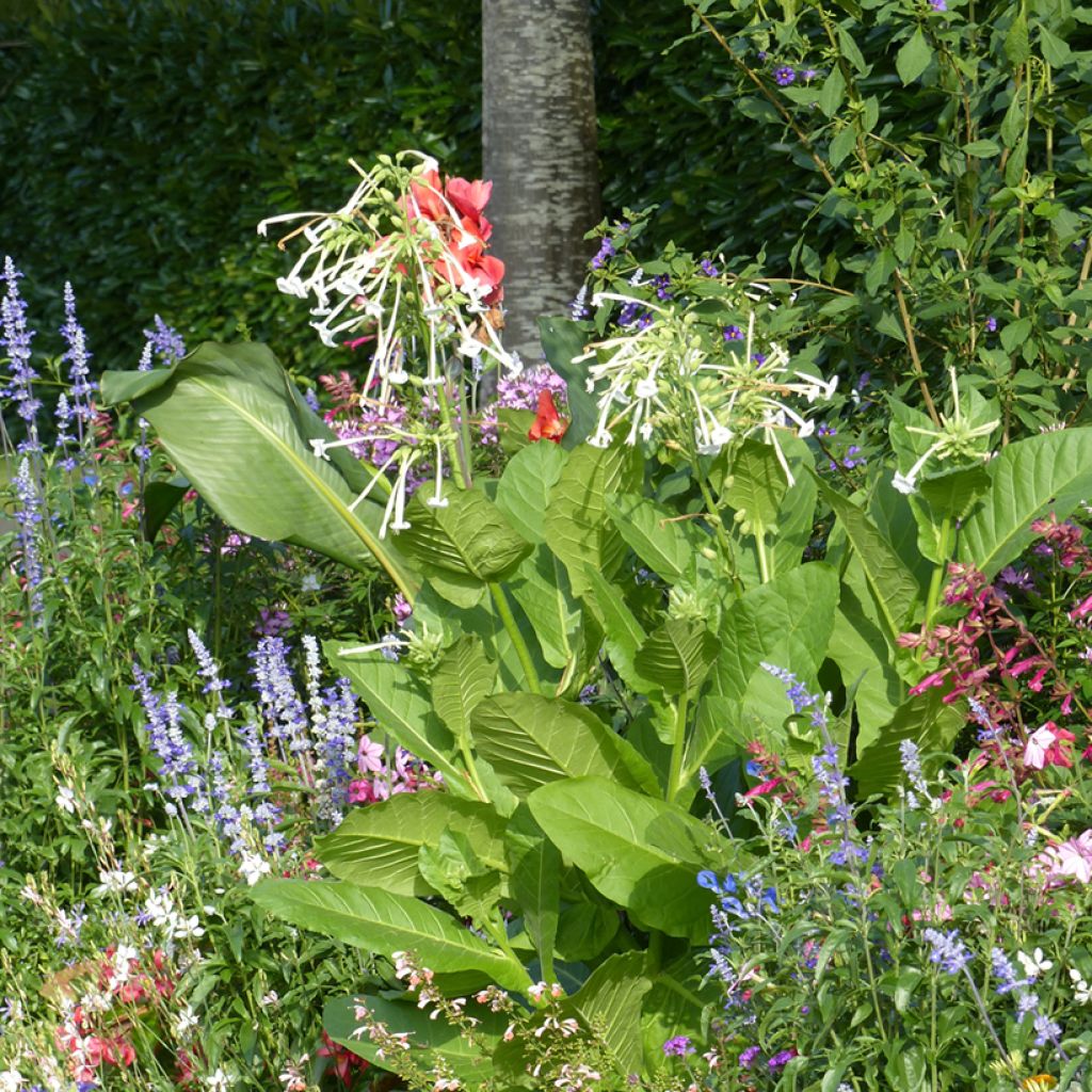 Tobacco plant Seeds - Nicotiana sylvestris