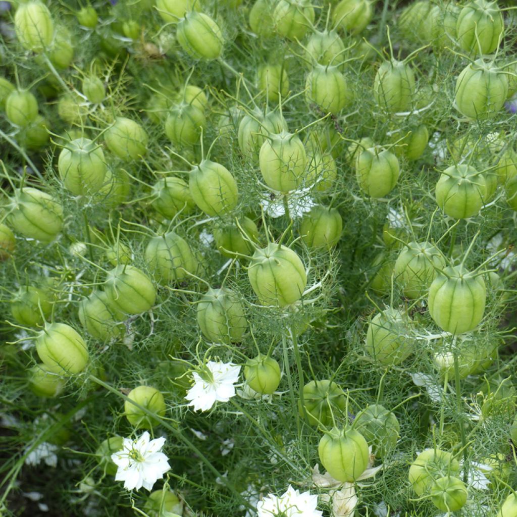 Love-in-a-mist Albion Green Pod Seeds - Nigella damascena