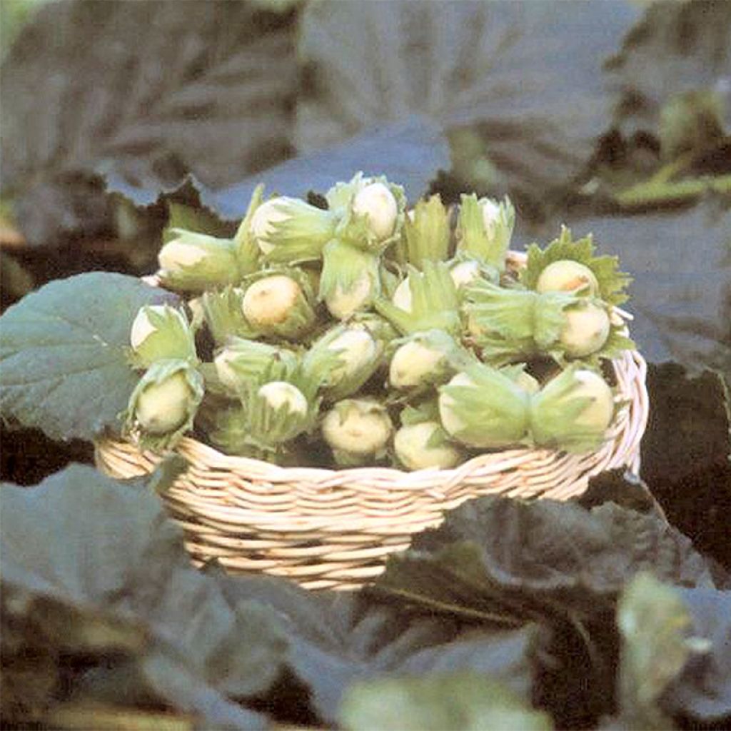 Common Hazel Fertile de Coutard - Corylus avellana