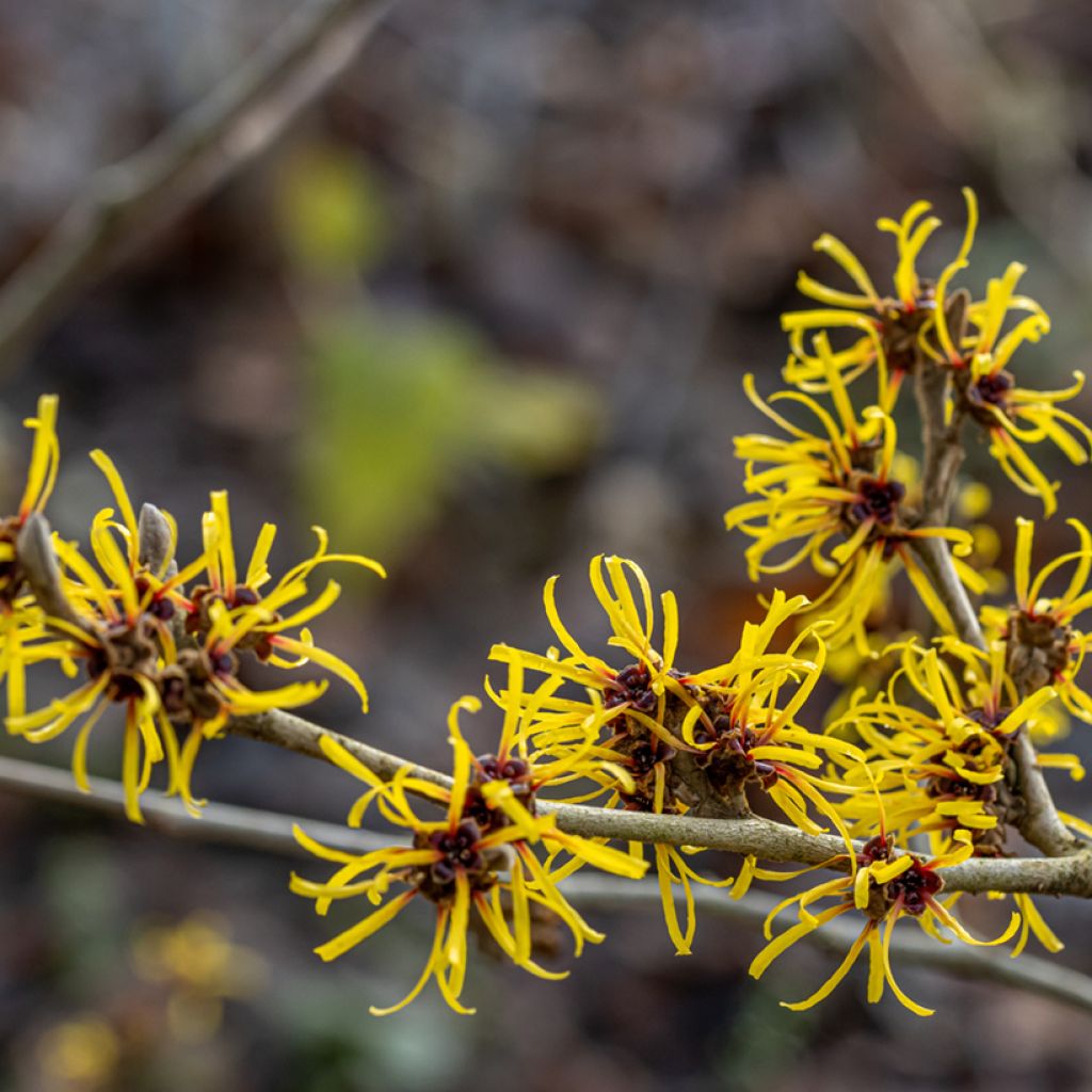 Hamamelis mollis Pallida - Witch Hazel